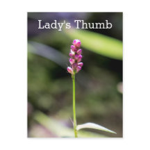Lady's Thumb Pink Wildflower Floral Postcard