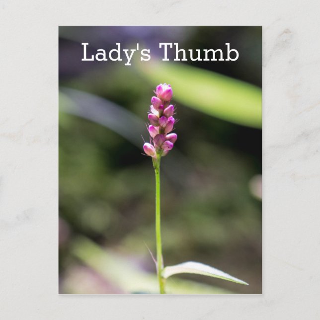 Lady's Thumb Pink Wildflower Floral Postcard (Front)