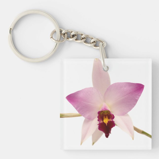 Laelia Ancep (Devant)
