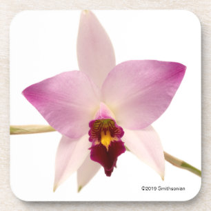 Laelia Ancep Coaster