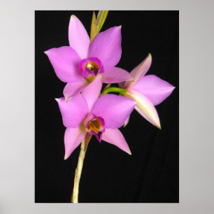 Laelia Anceps Poster