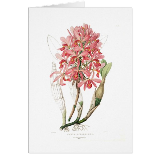 Laelia superbiens (Front)