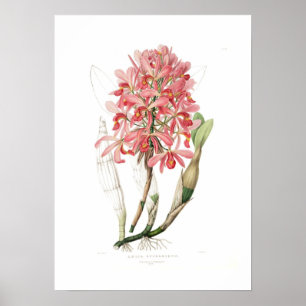 Laelia superbiens. poster