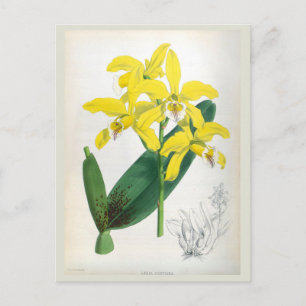 Laelia Xanthina Vintage Yellow Lindenia Orchid Postcard