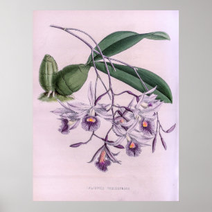 Laeliopsis Domingensis Orchid Poster