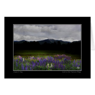 Lafayette Lupine