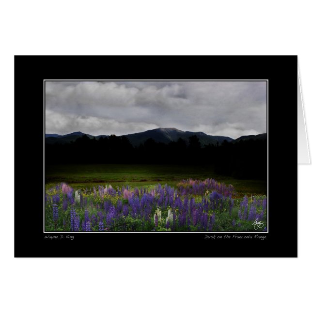 Lafayette Lupine Mindscape (Front Horizontal)