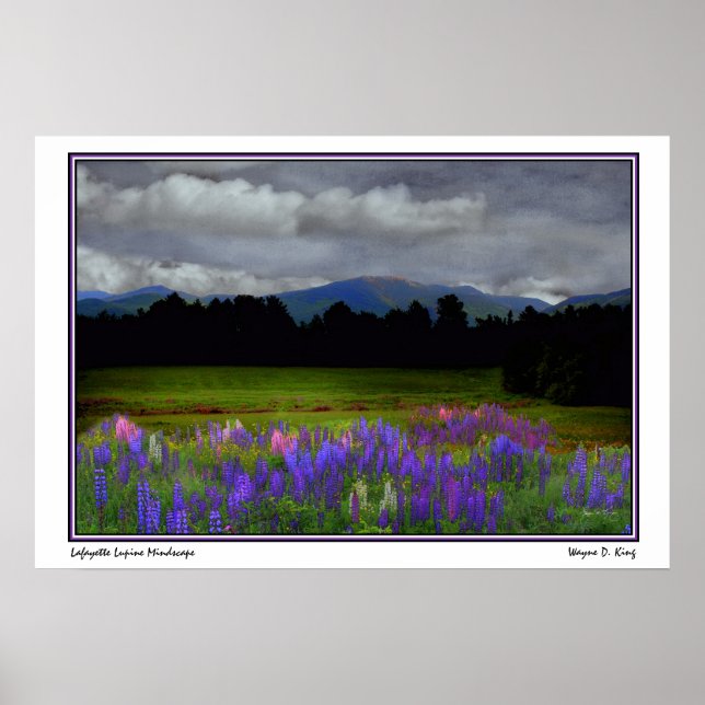 Lafayette Lupine Mindscape Poster (Front)