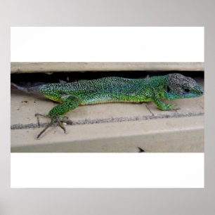 Lagarto   Póster Poster