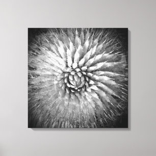 L'agave cloue noir et blanc sur la toile 22" x 22"