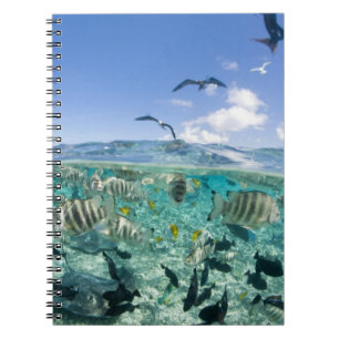Lagoon safari trip featuring Stingrays Notebook