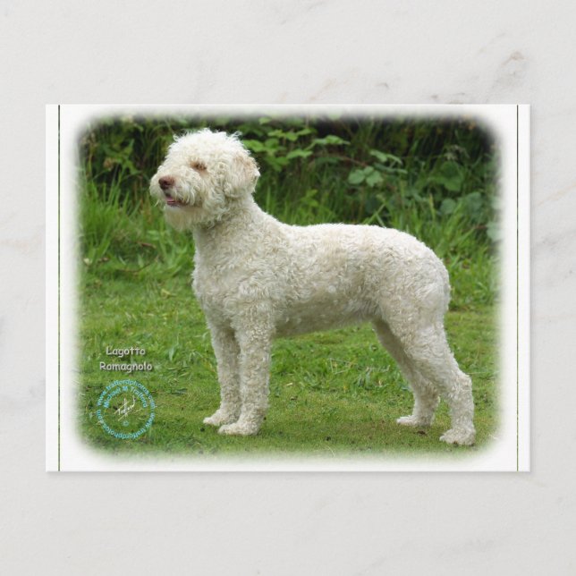 Lagotto Romagnolo 9M048D-03 Postcard (Front)