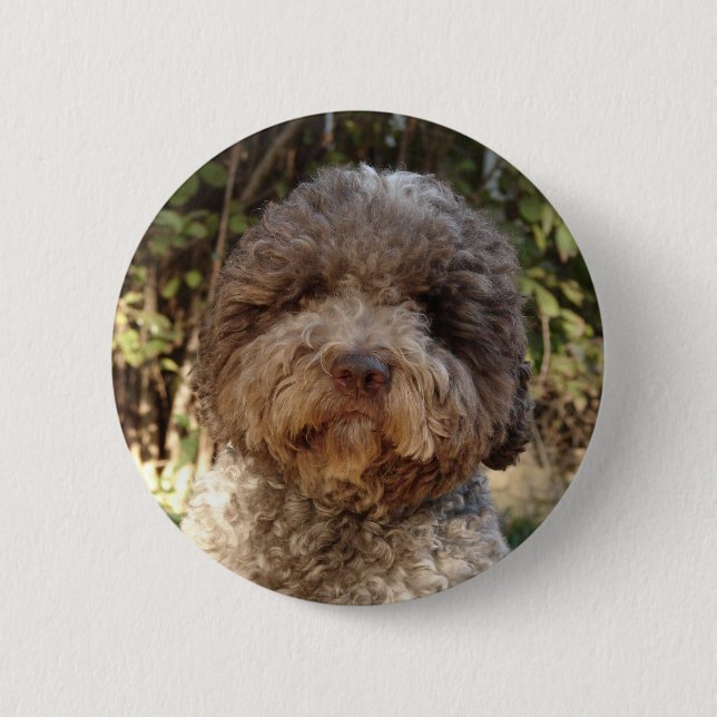 lagotto-romagnolo swipes in 2 inch round button (Front)