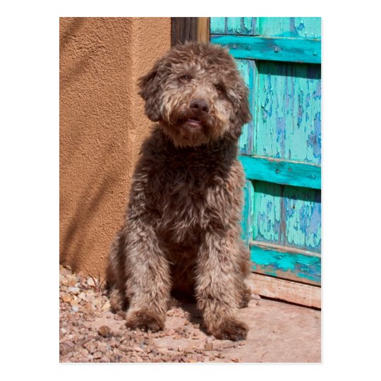 Lagotto Romagnolo Waiting By A Blue Door Postcard