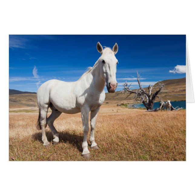 Laguna Azul, landscape with horses (Front Horizontal)