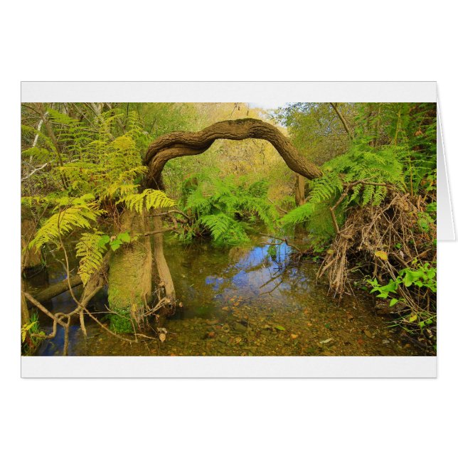 Lagunitas Creek (Front Horizontal)