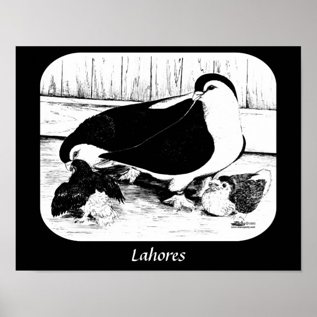 Lahore Pigeons 1980 Poster (Front)