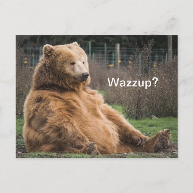 Laid-back Grizzly Bear Postcard (Front)