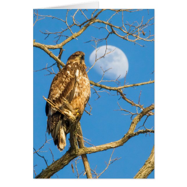 L'aigle à tête blanche juvénile et la lune (Devant)