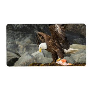 L'aigle chauve ultime