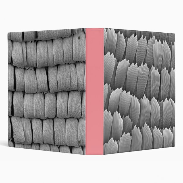 L'aile de papillon mesure le classeur (Arrière-plan)