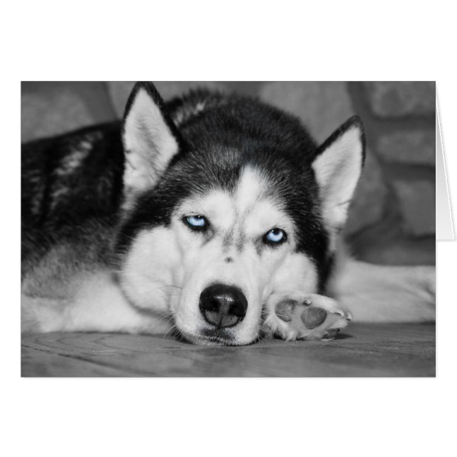 Laisse-Moi Dormir, S'Il Te Plaît (Devant Horizontal)