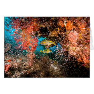 Laja Ampat 6 sous-marins