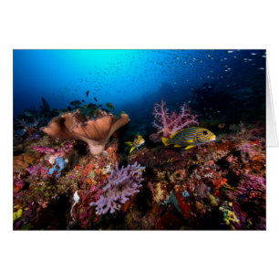 Laja Ampat sous-marin