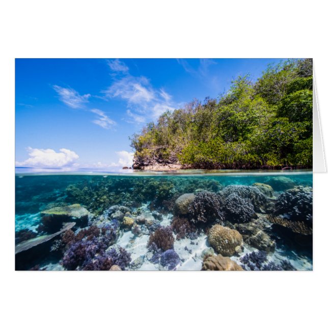 Laja Ampat Underwater 2 (Front Horizontal)