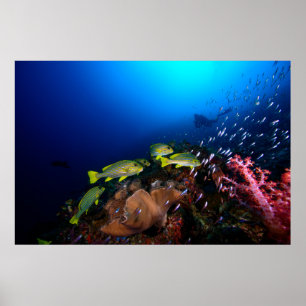Laja Ampat Underwater 3 Poster