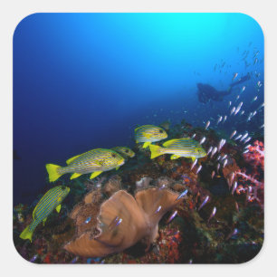 Laja Ampat Underwater 3 Square Sticker