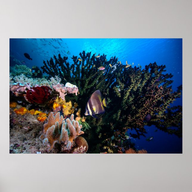 Laja Ampat Underwater 4 Poster (Front)