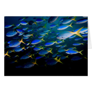 Laja Ampat Underwater 5