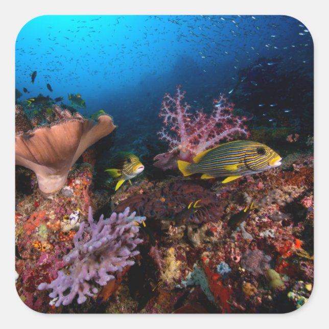 Laja Ampat Underwater Square Sticker (Front)