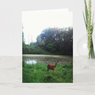 "Lake Alimagnet Deer" Birthday Card
