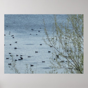 Lake Birds Print