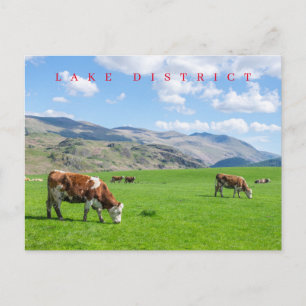 Lake District cows grazing postcard