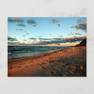 Lake Michigan Gulls Magic Hour Sunset Seascape Postcard
