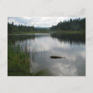 Lake Padden Stillness Postcard