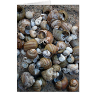 Lake Shore Shells Card