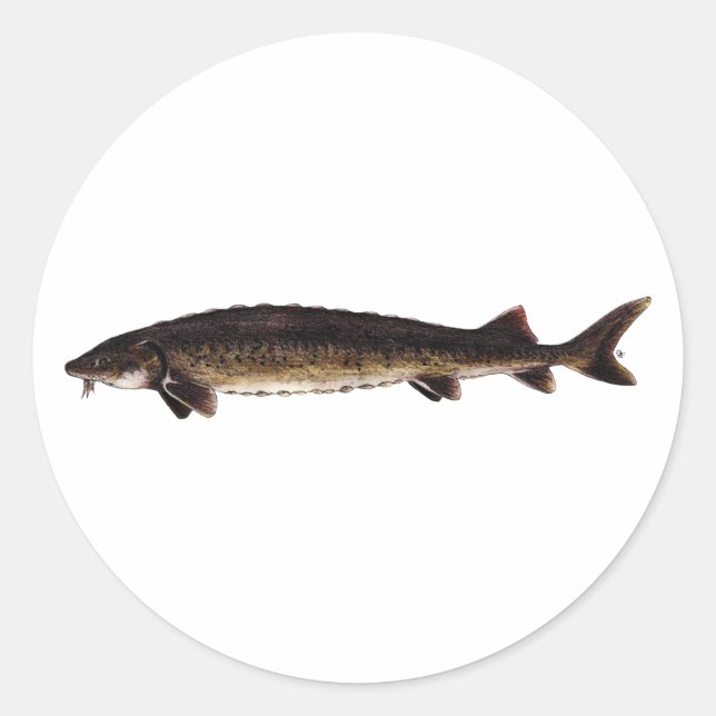 Lake Sturgeon - Acipenser fulvescens Classic Round Sticker (Front)