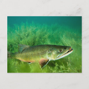 Lake Trout Portrait, Emerald Lake, Montana Postcard