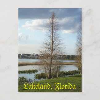 Lakeland Florida Tree by Lake 008 Postcard