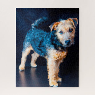 Lakeland Terrier Dog. Jigsaw Puzzle