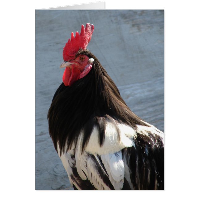 Lakenvelder Rooster (Devant)