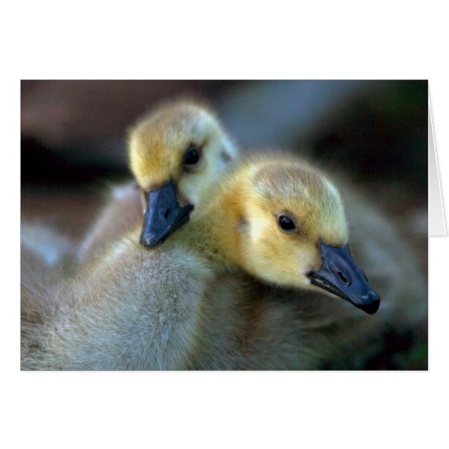 Lakeside (Devant horizontal)