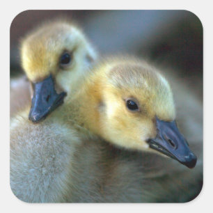 Lakeside Square Sticker