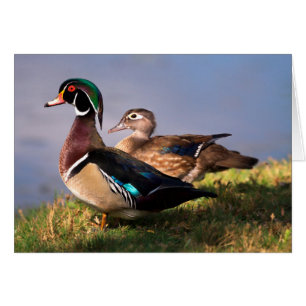 Lakeside, Wood Duck