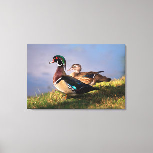 Lakeside, Wood Duck Canvas Print