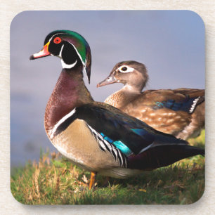 Lakeside, Wood Duck Coaster